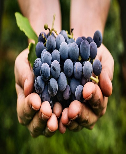 Nashik Premium Thompson and Sharad Seedless Grapes